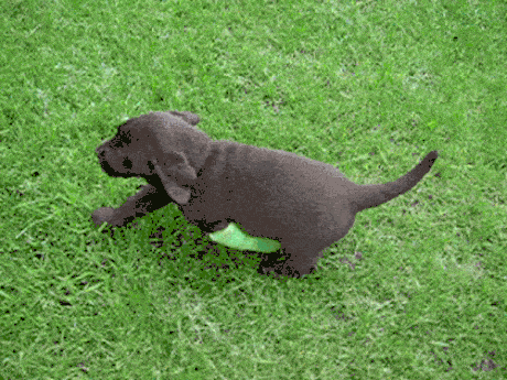 dog broken leg.gif