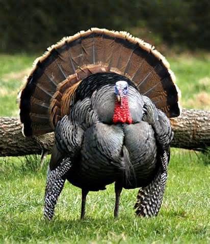 Turkey.jpg