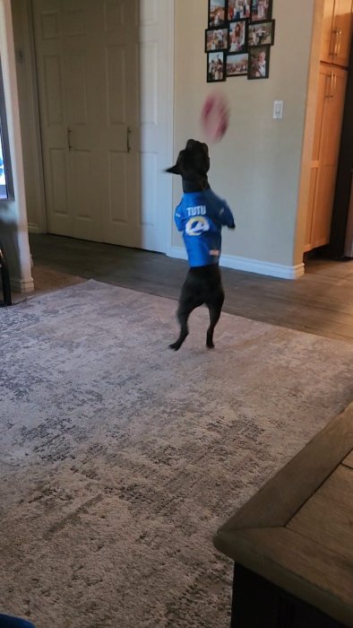 Tutu Catch.jpg