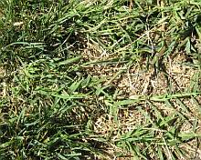 xbermuda-grass-pictures-14.jpg.pagespeed.ic.7DeHIUdoBR.jpg